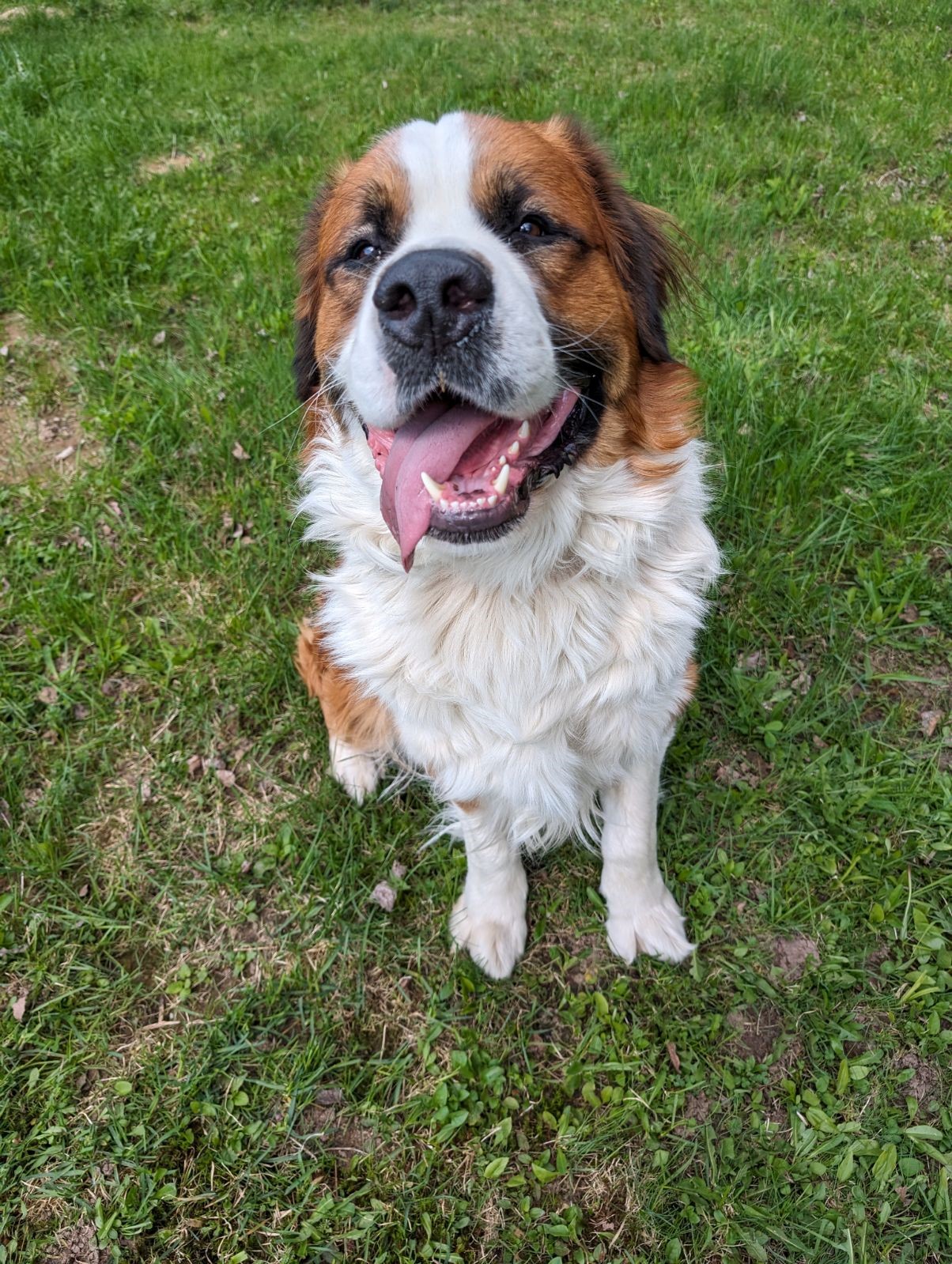 St Bernard 
